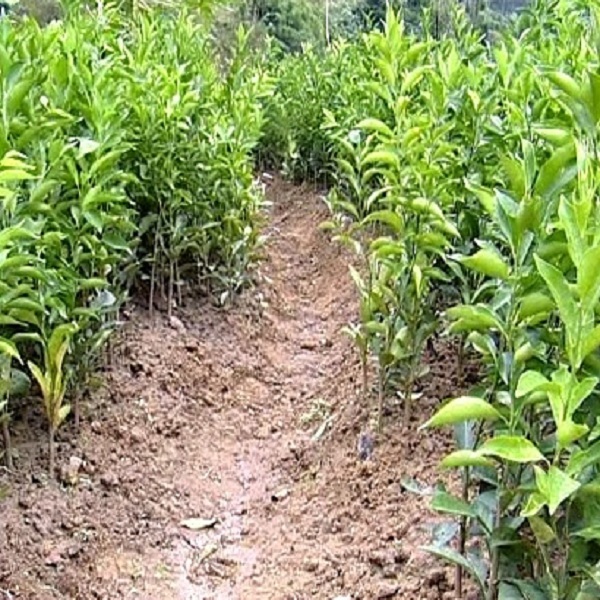 Cây giống quất ngọt