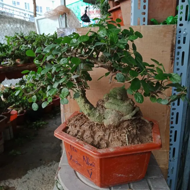 Duối bonsai
