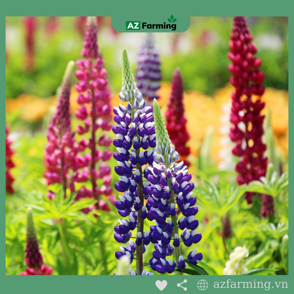 Hạt Giống Đậu Lupin - 50 Hạt - AZ Farming