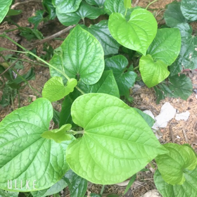 Hạt giống cây lá lốt -  10 hạt