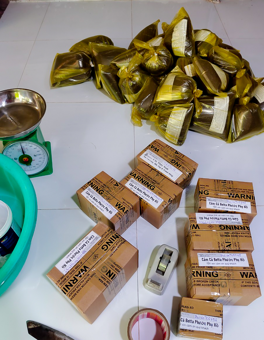 Cám cá betta phước phụ hồ