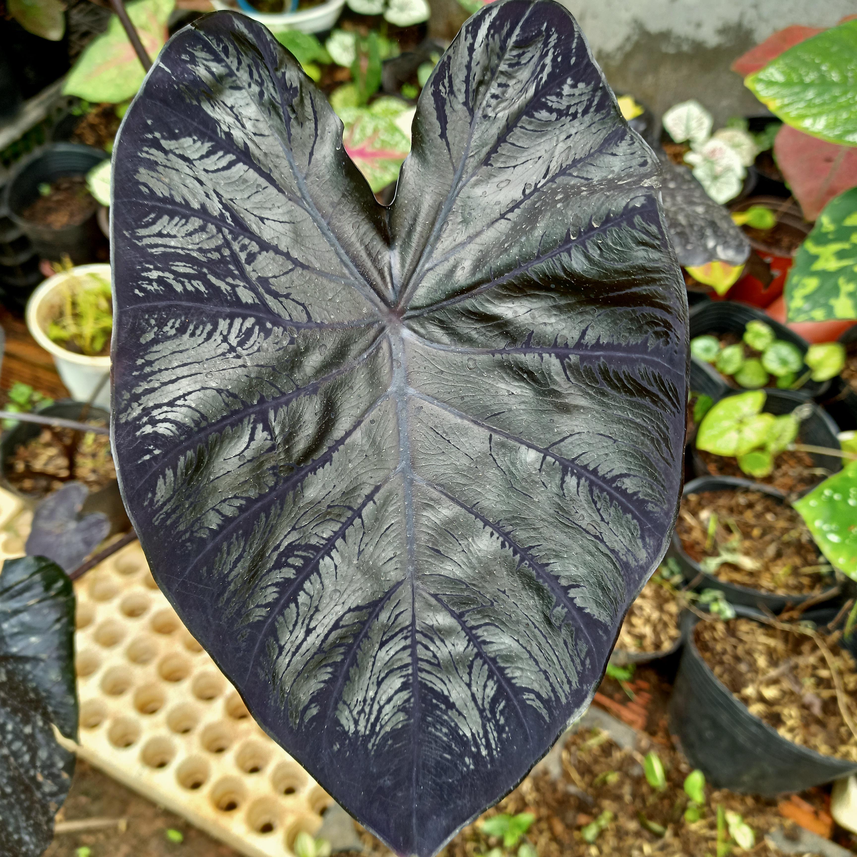 Chậu cây alocasia black coral