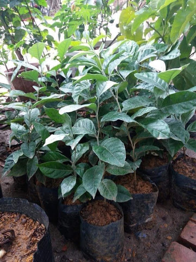 Cây NHÓT NGỌT giống