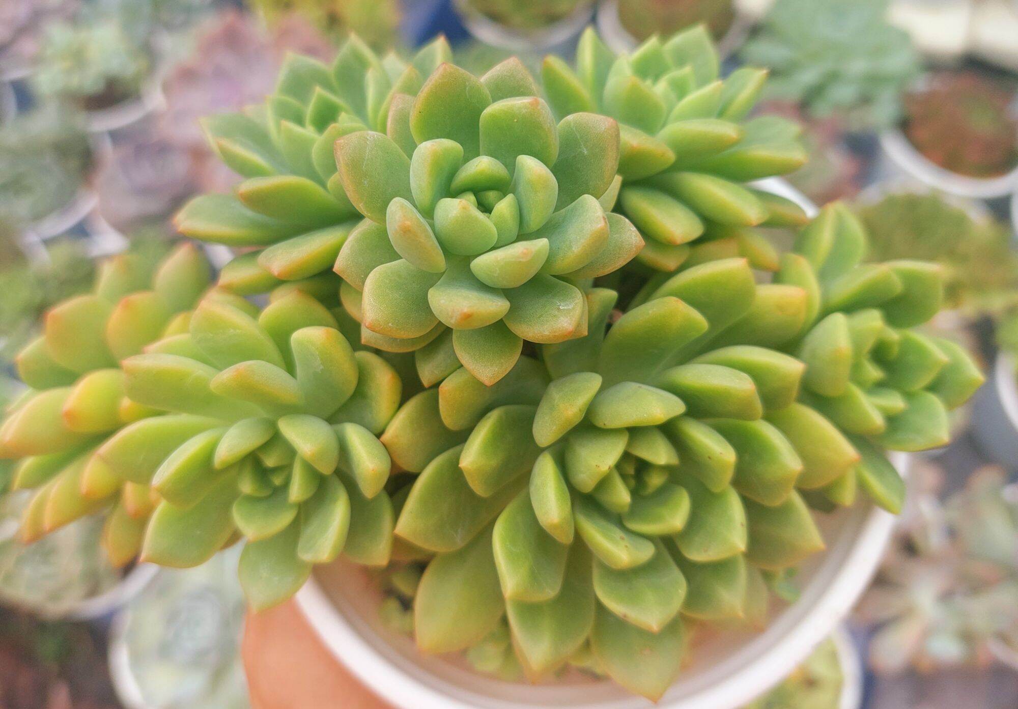 Sen đá MẶT TRỜI size trung 8-10 cm
