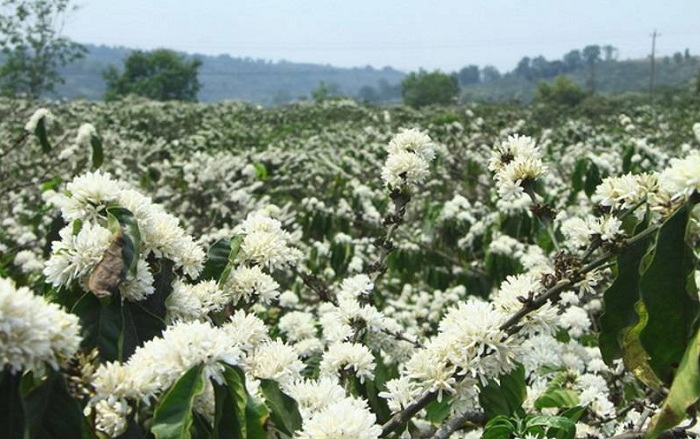 [HCM]CÀ PHÊ RANG MỘC > Nguyên Chất >  MỘC NHÂN  FARM - 250 gr ( xay Pha Phin )