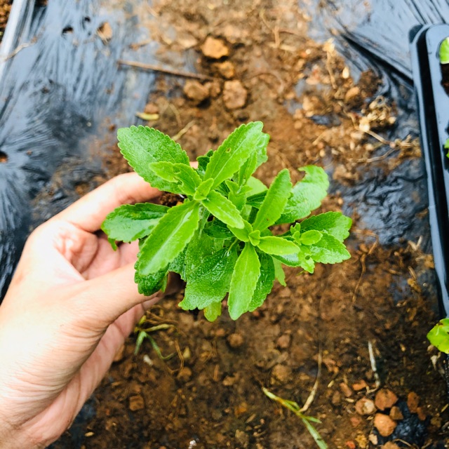 🌱🌱🌱Cỏ Ngọt (nhỏ-lớn)