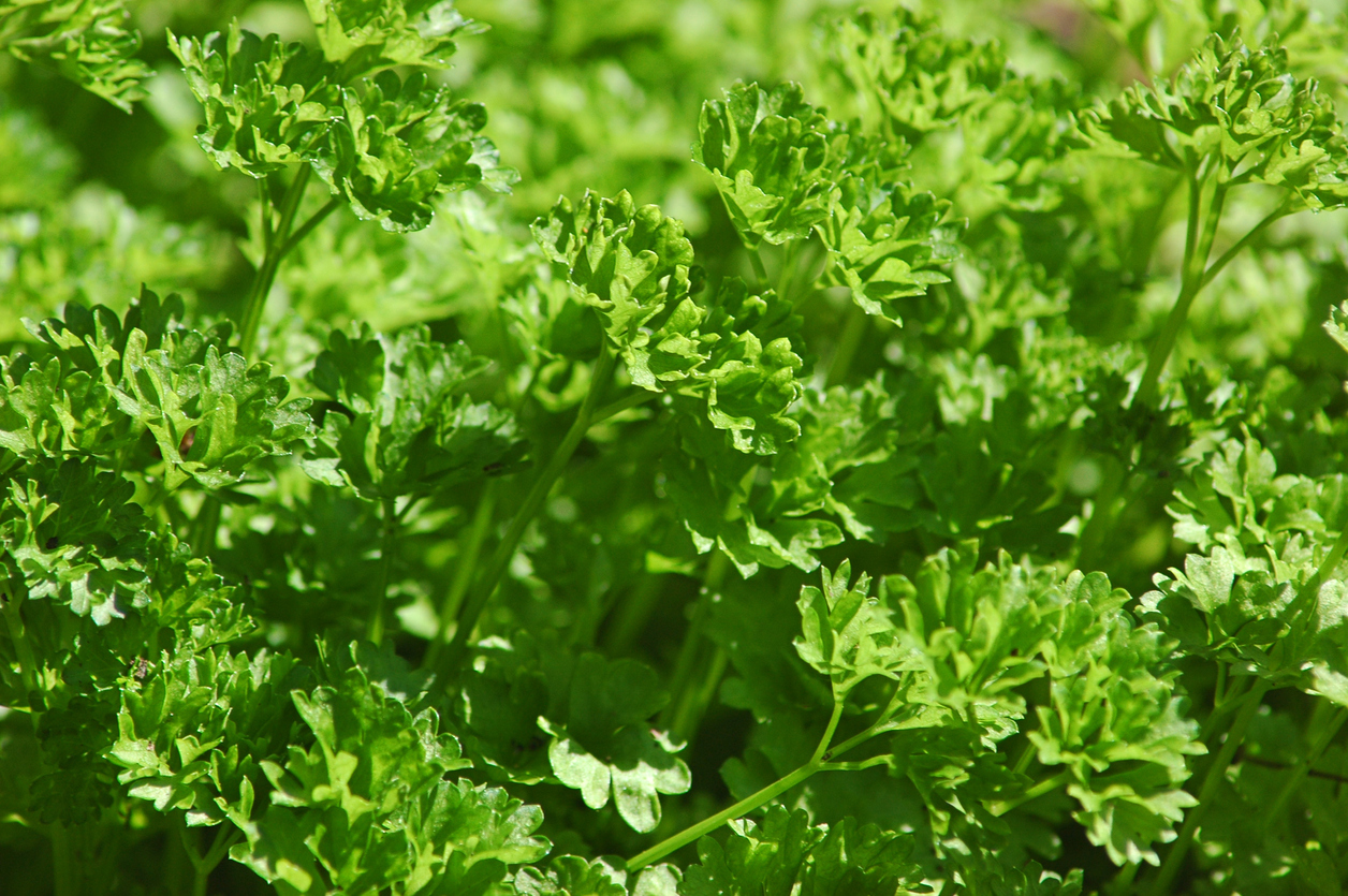 Chậu cây gia vị Ngò Tây Parsley (Petroselimun sativun)