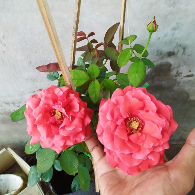 Hồng cổ Tàu