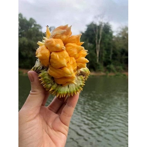 CÂY GIỐNG MÍIT SIÊU NGỌT ẤN ĐỘ