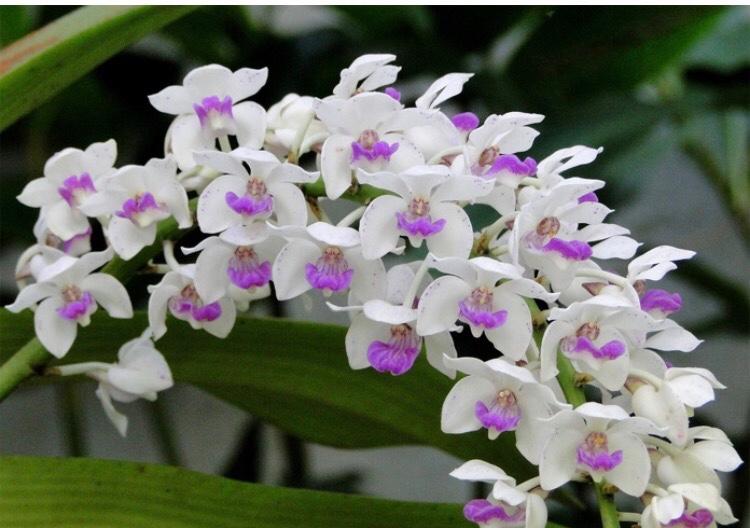 Lan rừng ngọc điểm (tính kg)