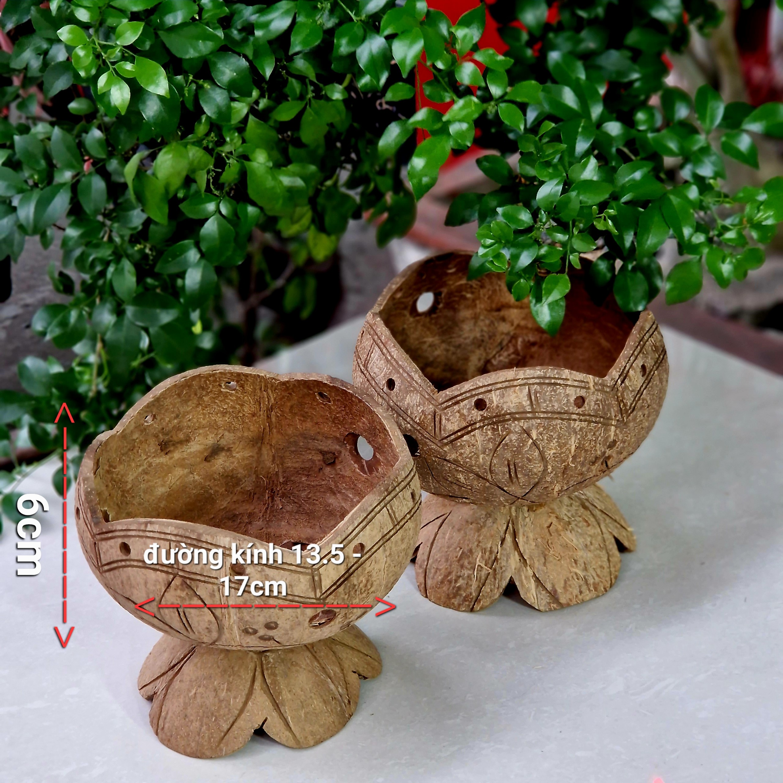 Chậu gáo dừa trồng sen đá, đồ trang trí