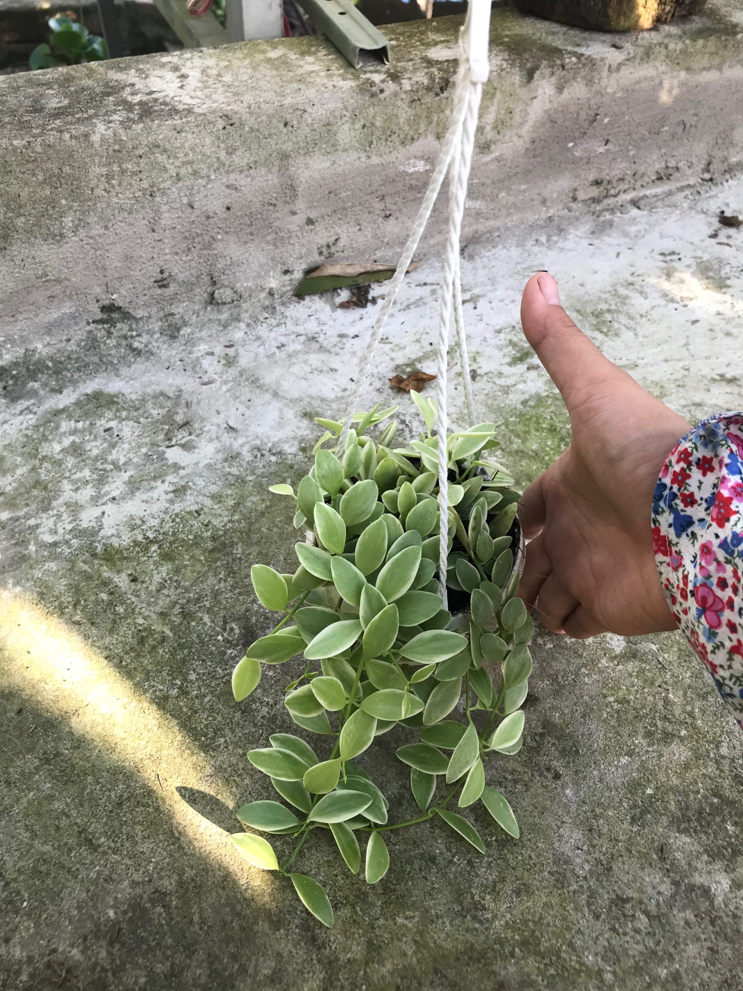 Cây hạt dưa treo mini+ tặng phân bón cho cây mau lớn