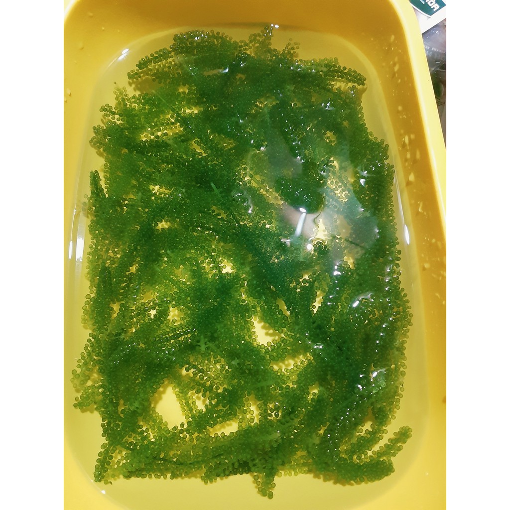 RONG NHO KHÁNH HÒA TÁCH NƯỚC
