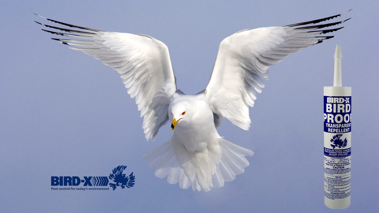 [HCM]Gel xua đuổi chim Bird-X Bird-Proof