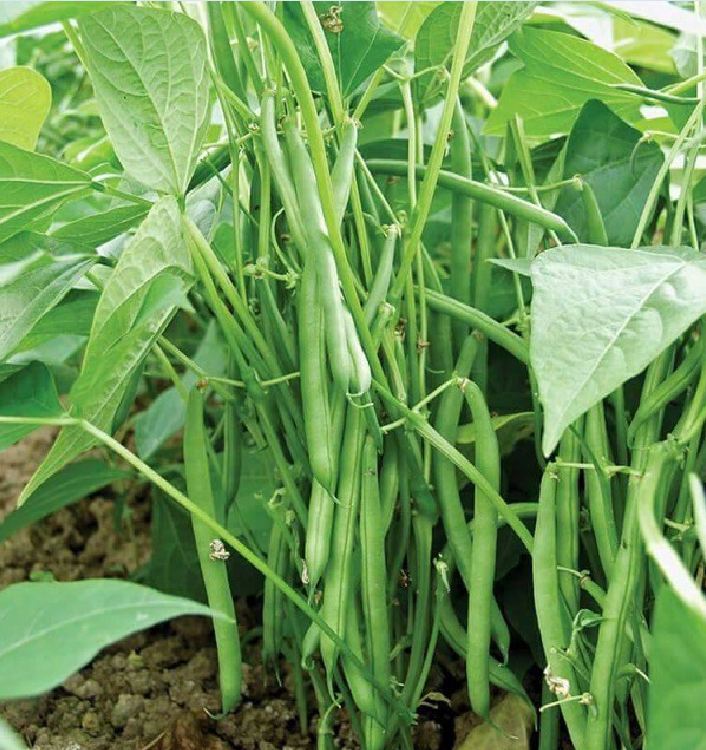 Hạt giống đậu cove bụi(cove lùn cove ngồi) 50gr/gói