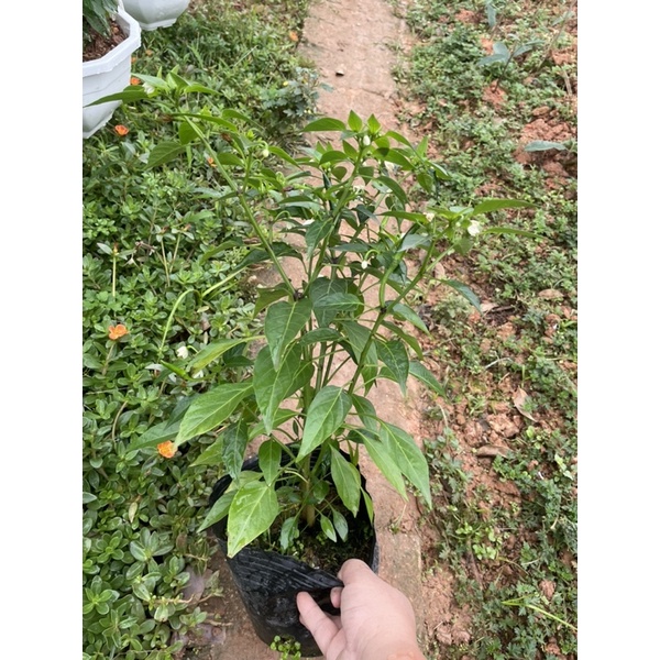CÂY ỚT CHỈ THIÊN F1 Siêu cay