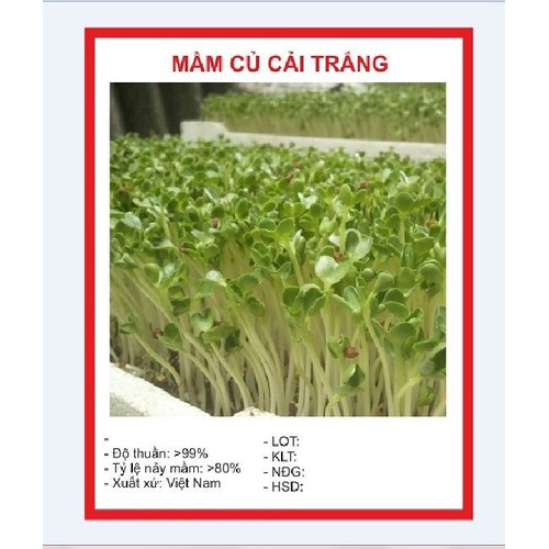 Hạt giống Mầm củ cải trắng – Gói 50g