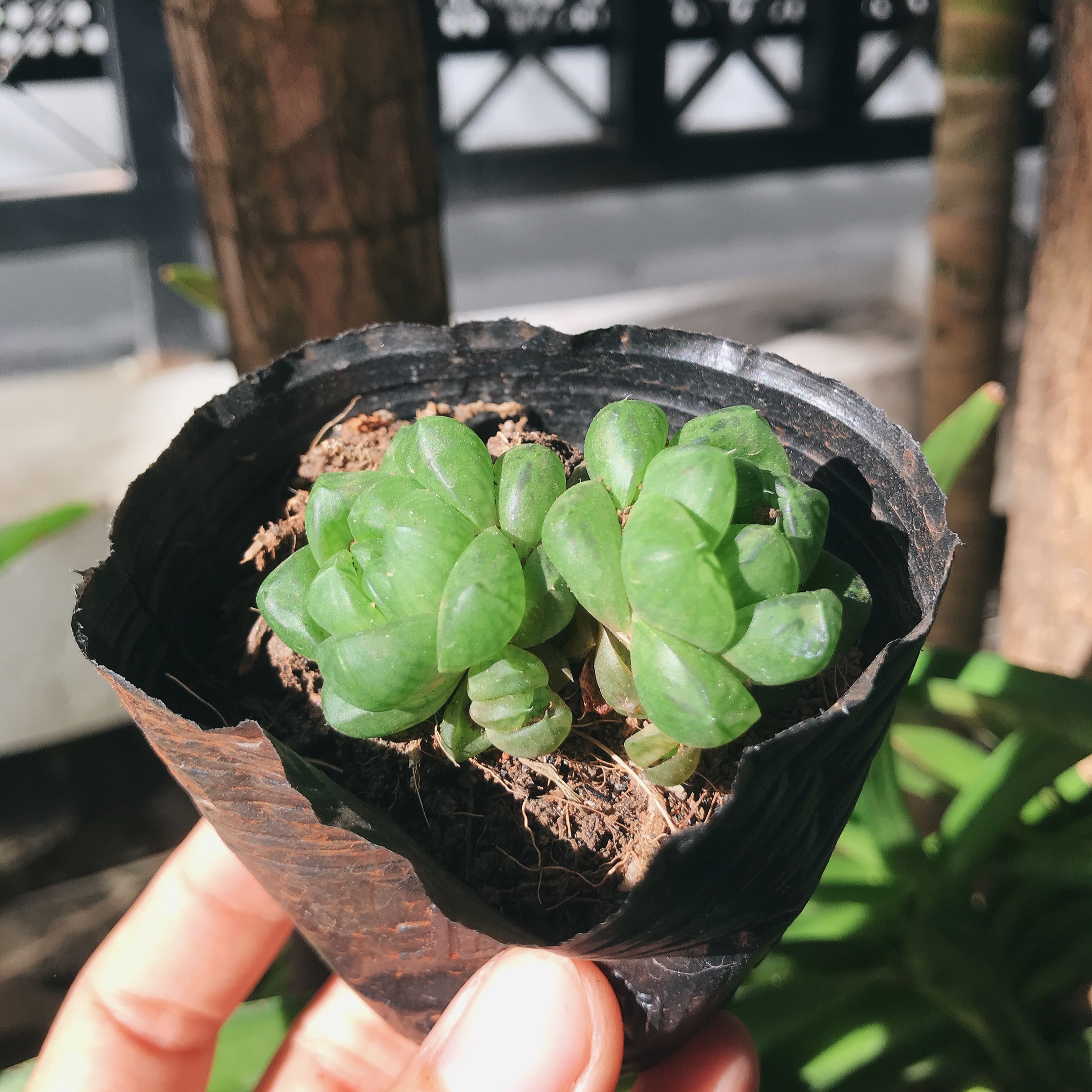 Sen đá dạ quang tròn - nhỏ