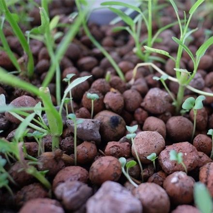 1kg Đất nung (sỏi nhẹ) trồng cây, hoa kiểng