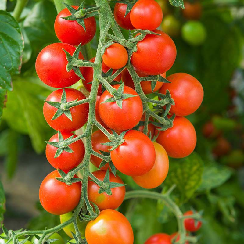 Hạt giống cà chua bi chùm - Dễ trồng, năng suất cao