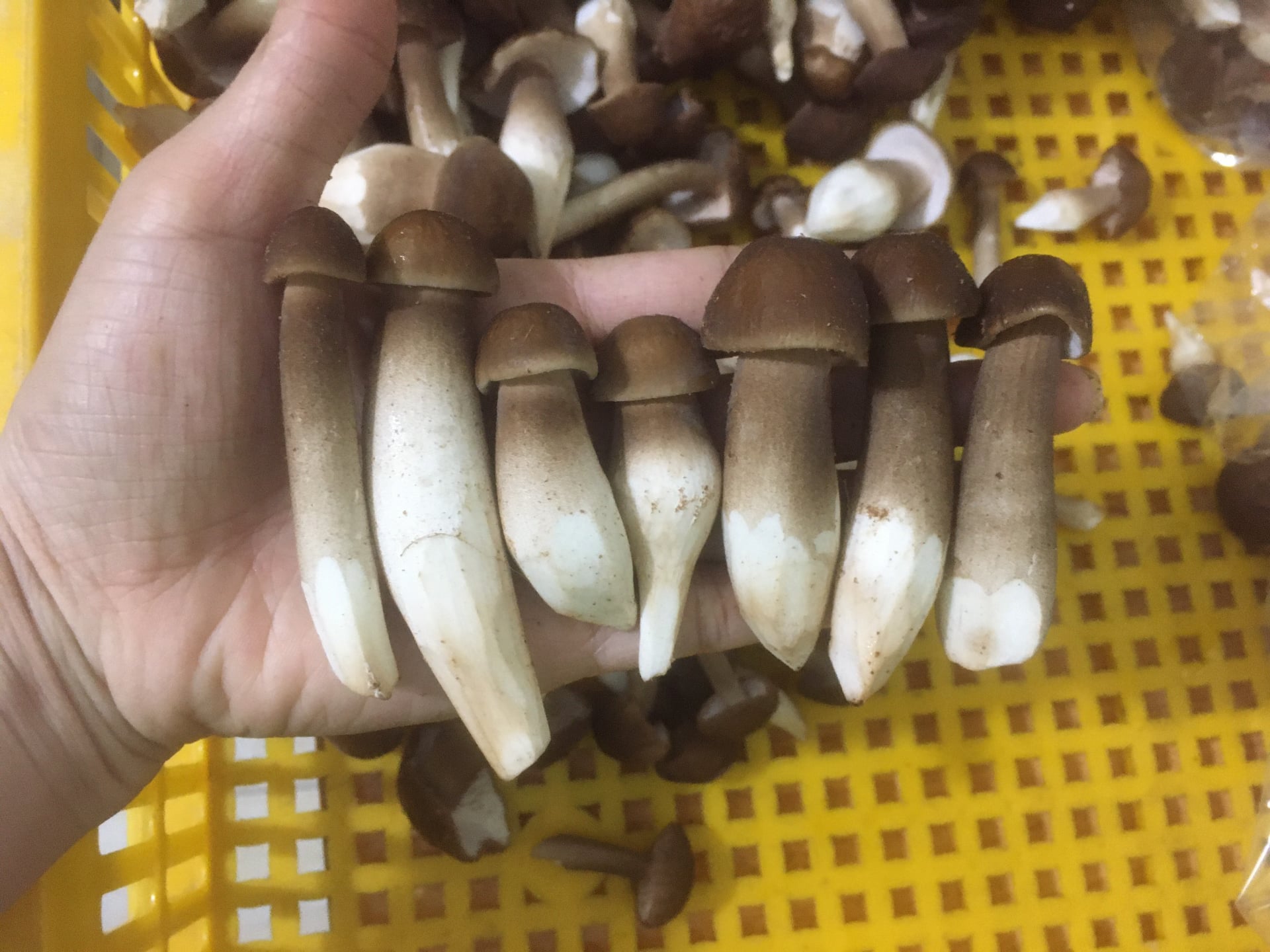 Combo: Phôi Nấm Mối Đen (01 kiện hàng 8 bịch )&Có kèm Sơ Dừa Đủ Trồng