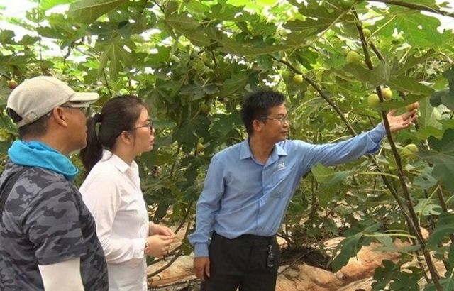 Cây sung mỹ combo 2 cây Sung Mỹ...