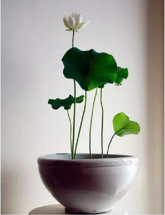 "Gói 5 "Hạt giống sen mini nhật nhiều màu [Seeds]