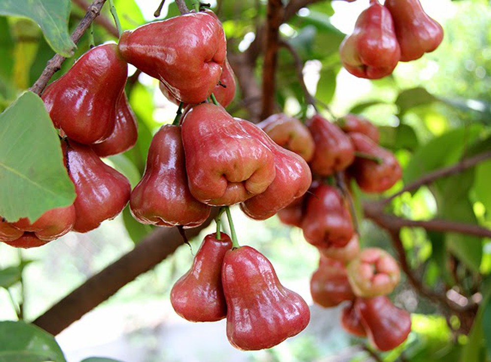 CÂY GIỐNG ROI ĐỎ THÁI LAN