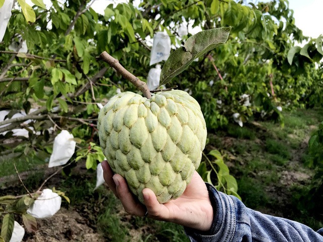 Mãng cầu na Thái Hoàng Hậu - kg