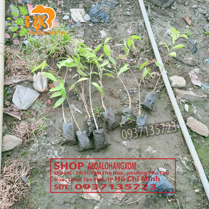 [HCM]combo 5 cây trầm hương ( cây giống )