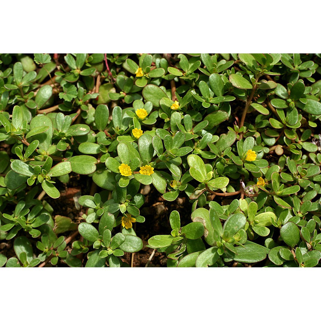Hạt giống cây sâm đất (rau sam) - 30 hạt