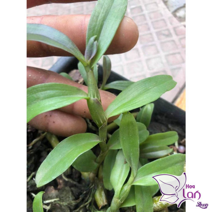 Lan Phi Điệp *☘️ FREESHIP ☘️* Hồng Mỹ Nhân  [ Ươm Kie ]