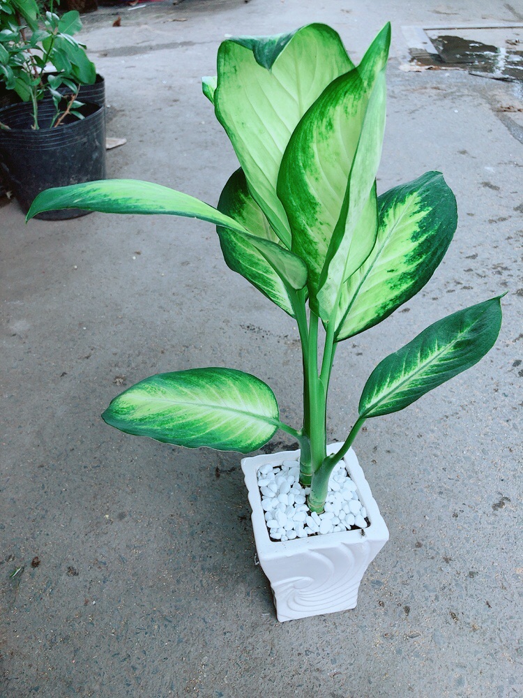 Chậu Vạn Niên Thanh