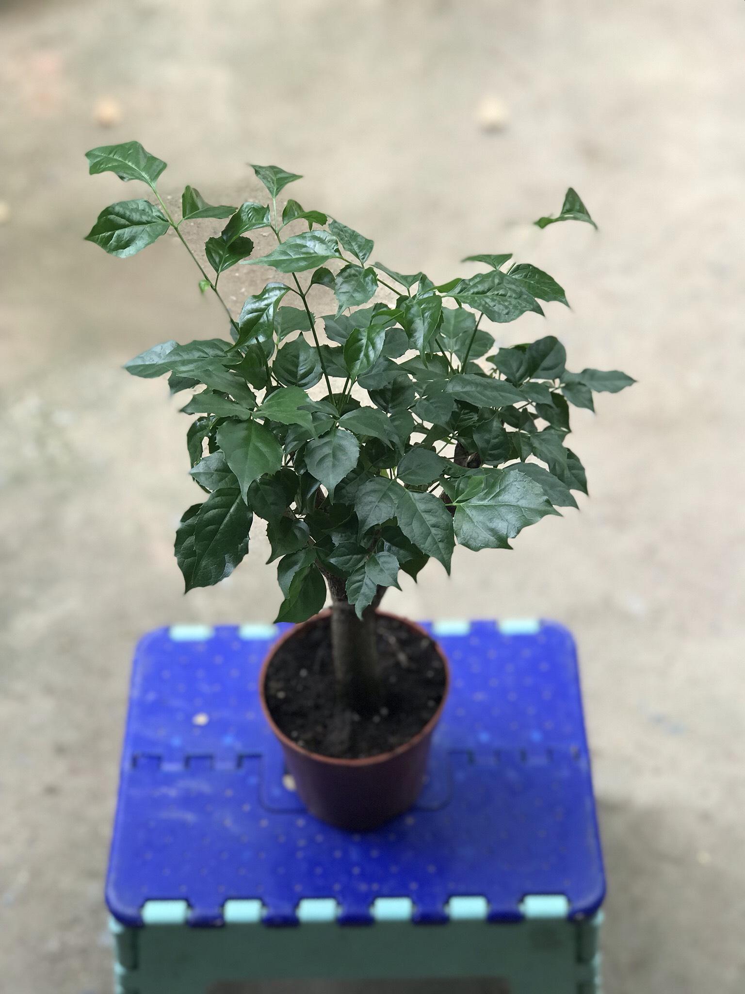 cây hạnh phúc thân gỗ
