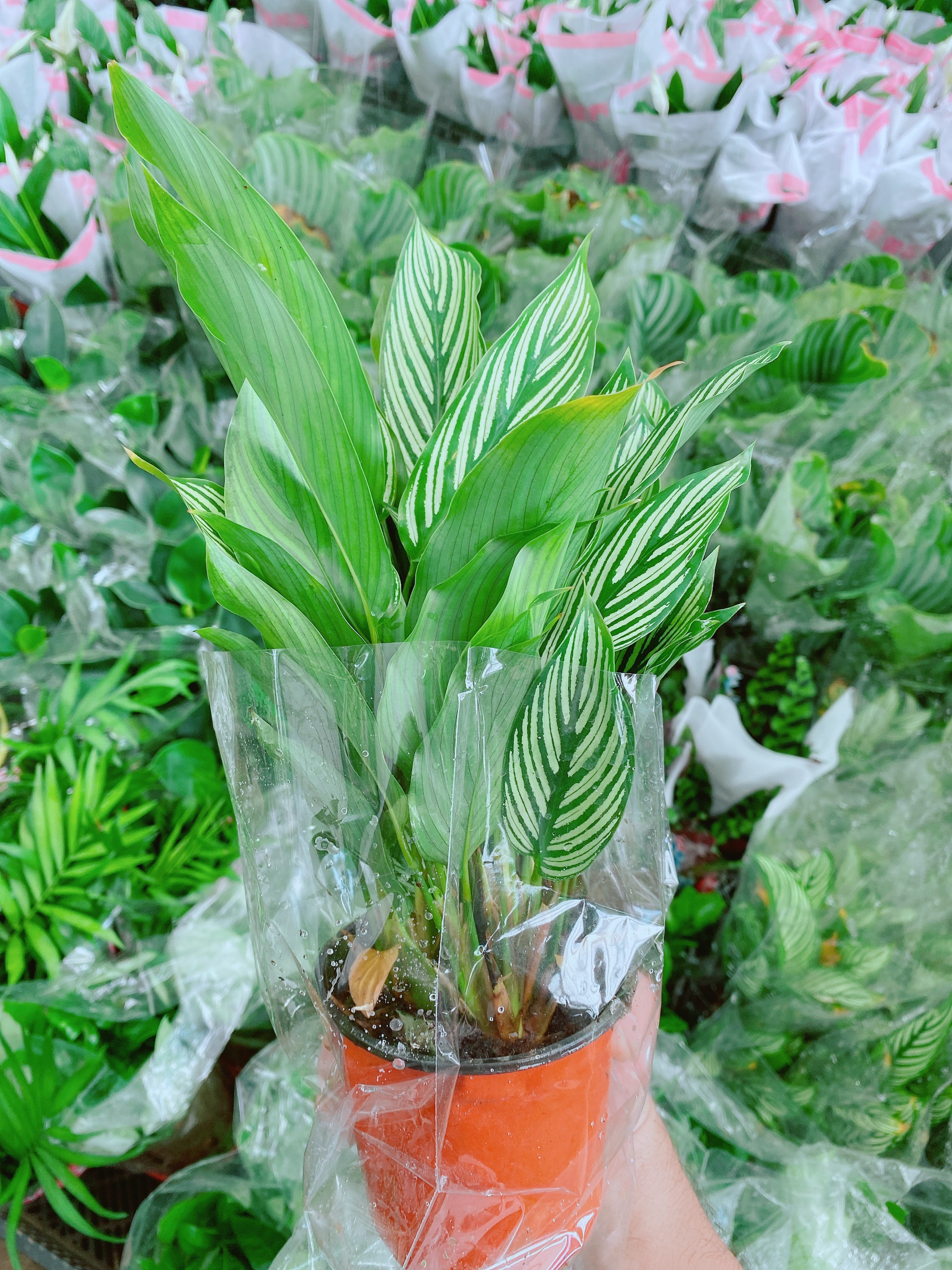 Cây Đuôi Công Lá Sọc Trắng Nhỏ