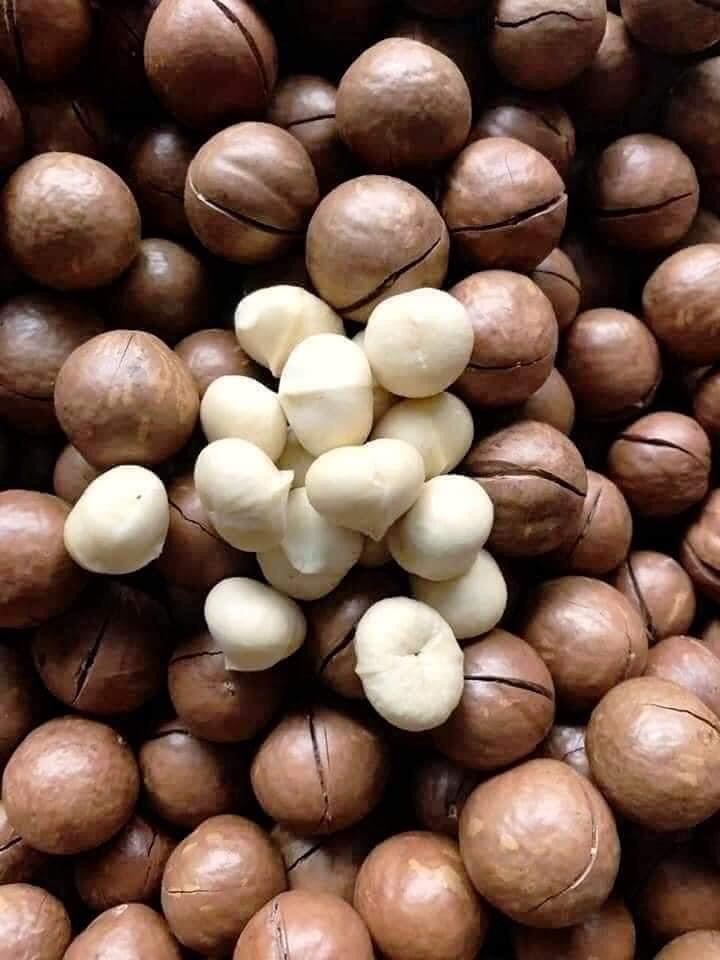 Hạt Macca 500gr Nứt Vỏ Tự Nhiên
