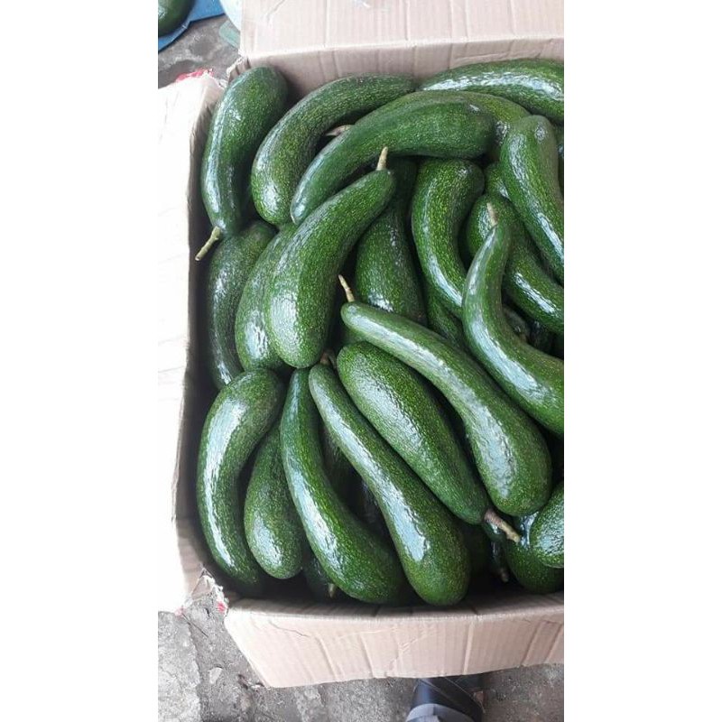 cây giống bơ 034 ( 18 tháng cho thu hoạch) (mksieko)