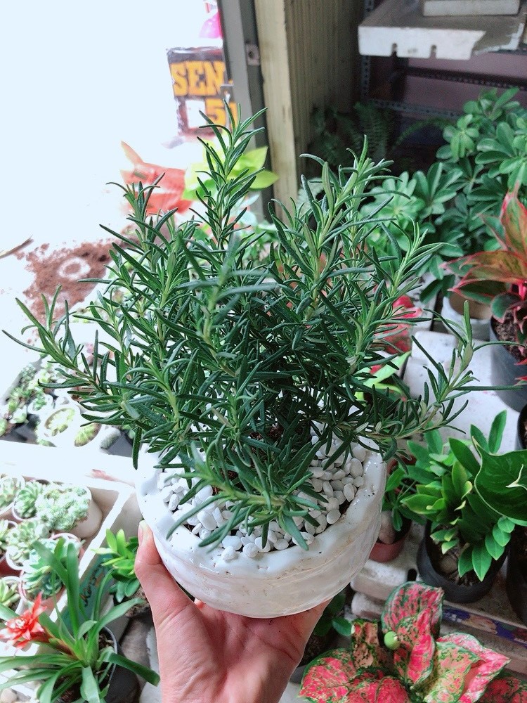 Cây Hương Thảo Có Chậu Sứ