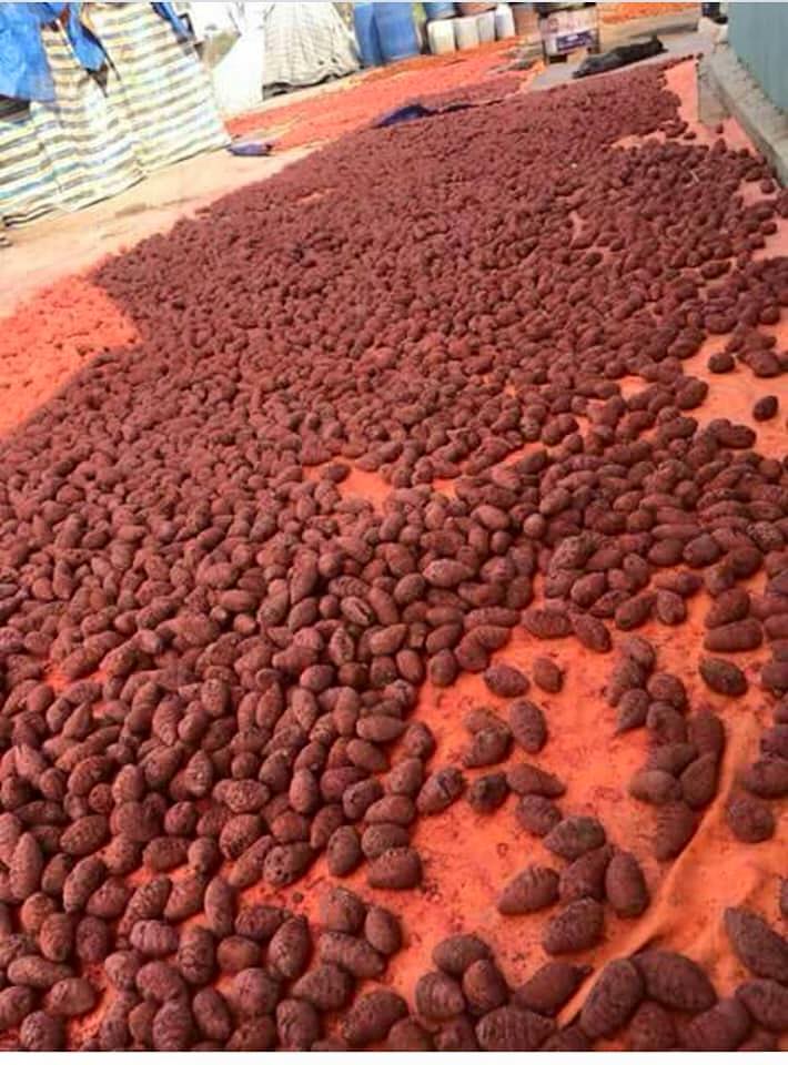 [HCM]Nghệ bột dành cho gà đá (1kg) - Pet Food Store.