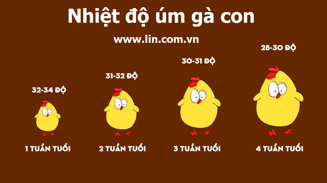 Đèn úm hồng ngoại