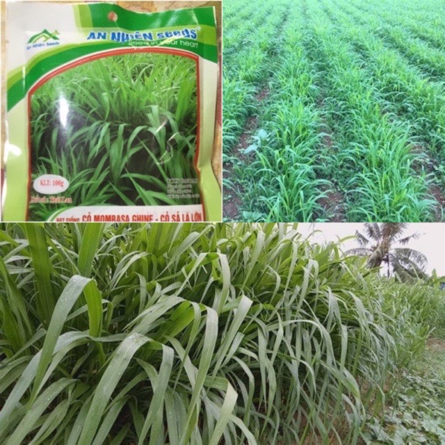 100gr hạt giống cỏ chăn nuôi mombasa ghine - hạt cỏ nhập khẩu thái lan