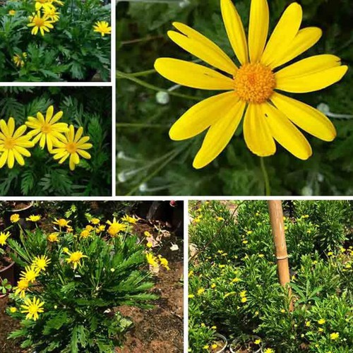 Hạt giống hoa cúc thân gỗ - ( cúc trường thọ ) - gói 50 hạt