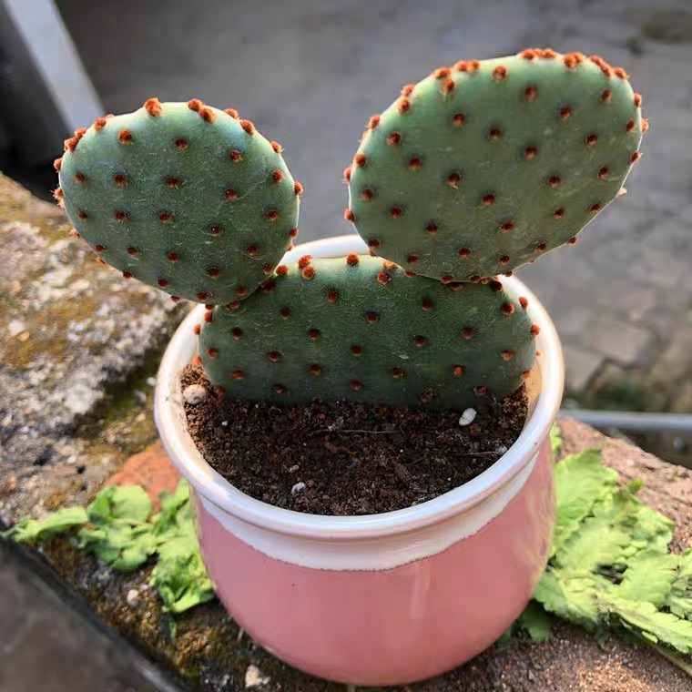 XƯƠNG RỒNG TAI THỎ CHUỘT MICKEY ( TẶNG CHẬU )