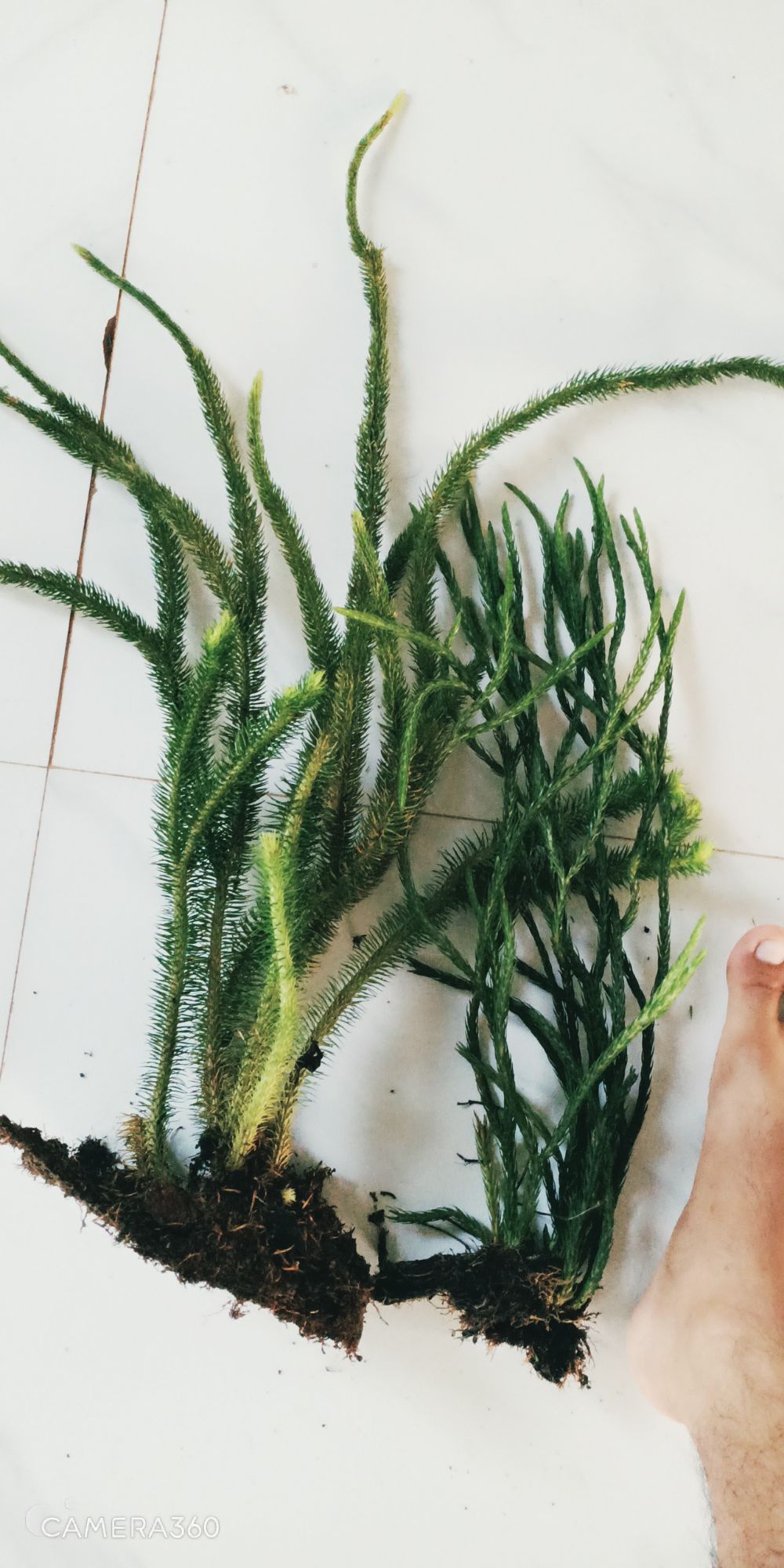 Râu Rồng COMBO 2 LOẠI KHÁC NHAU
