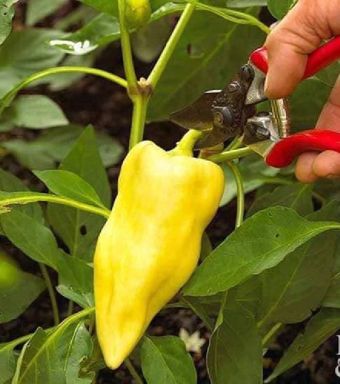 Hạt giống ớt đùi gà Thái Lan F1 - ( 0.5gram tầm 75 hạt)