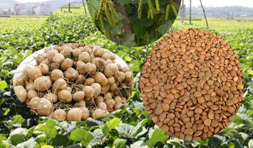 Hạt giống củ đậu cao sản  - gói 30 hạt