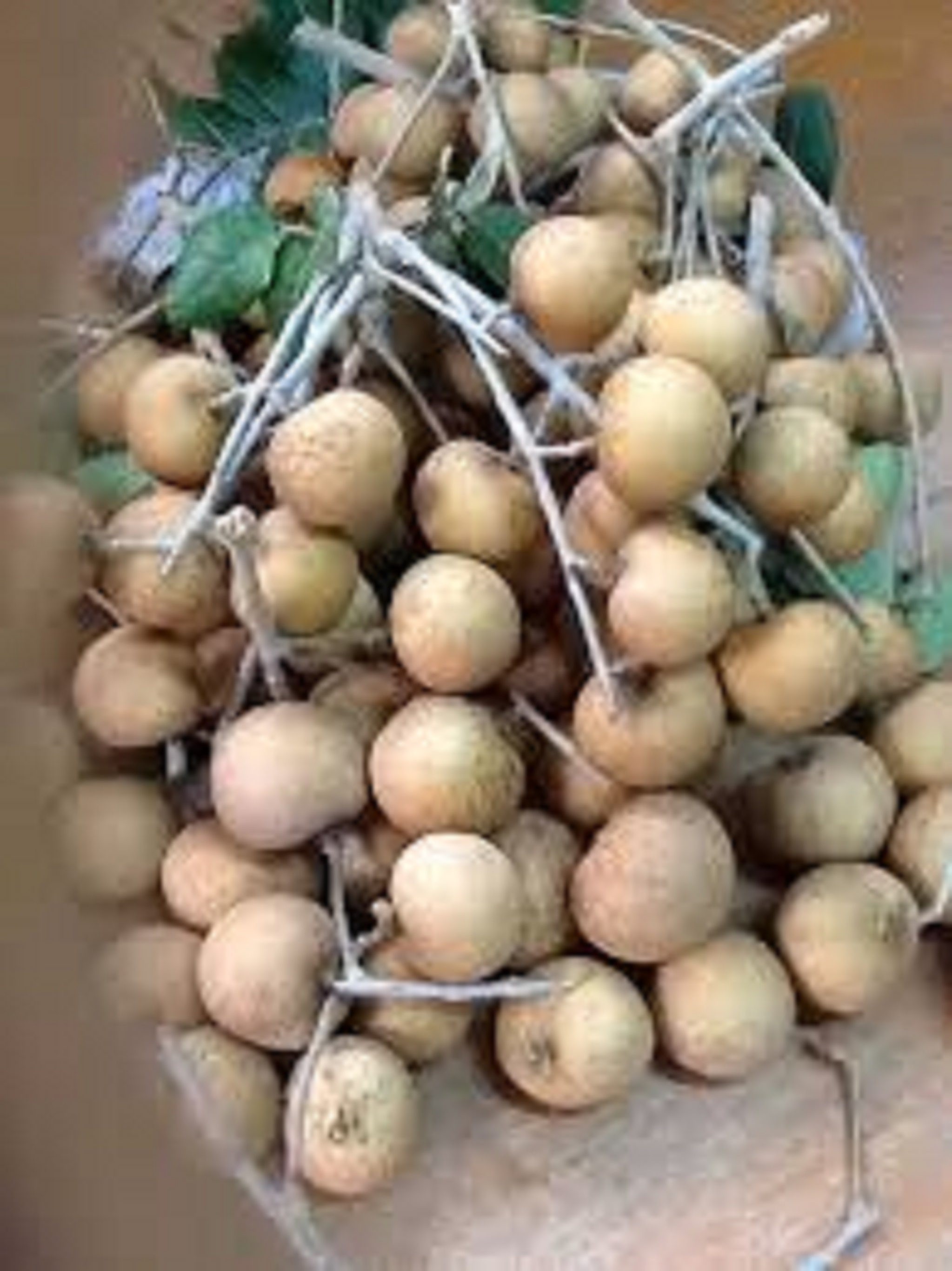 Cây giống Thanh Nhãn siêu trái. ( siêu sớm ].
