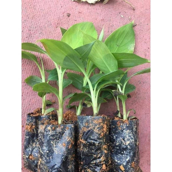 Cây giống chuối sáp nghệ siêu sớm (cây giống có bảo hành )