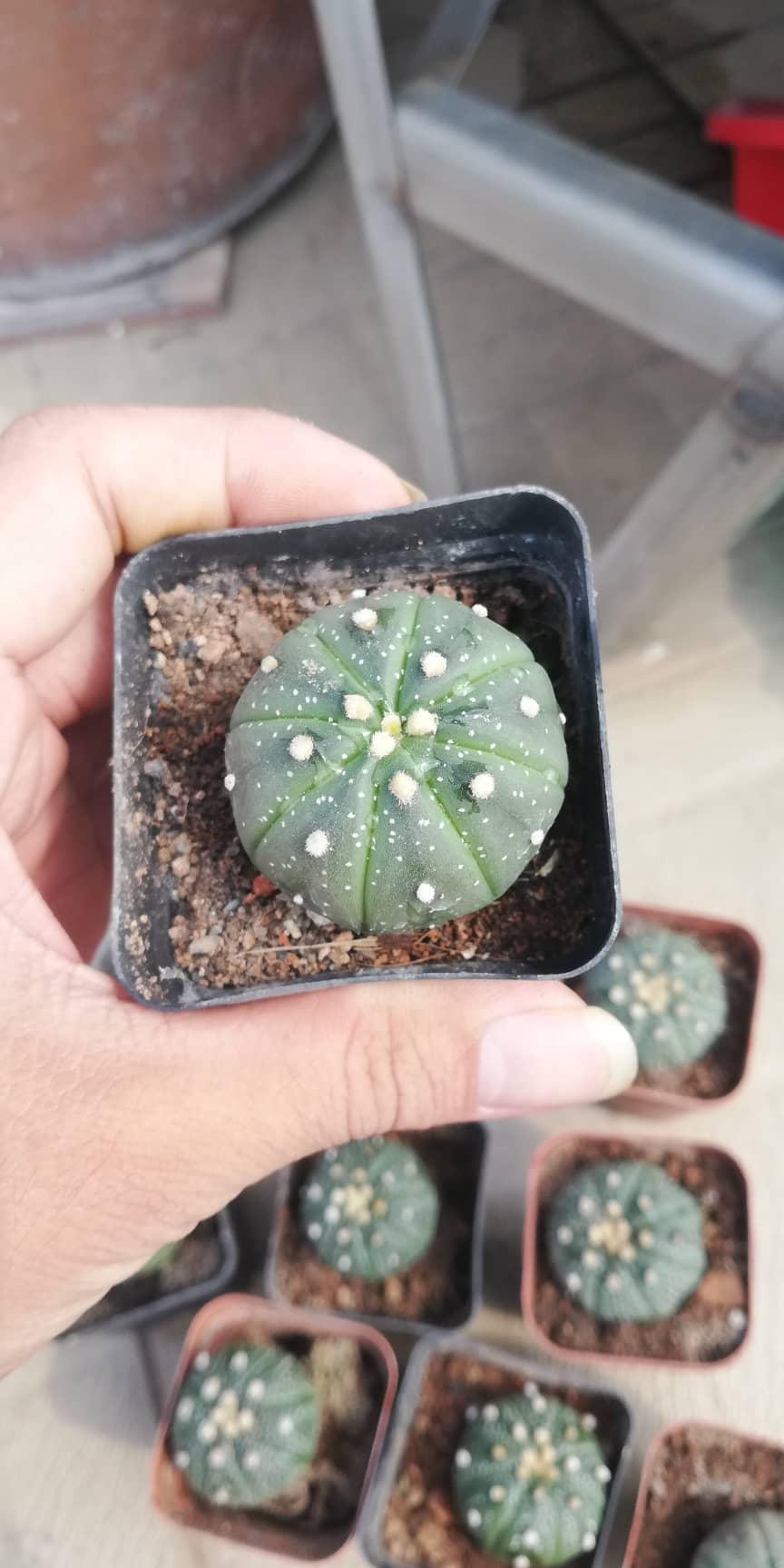 Cây xương rồng đôla trên cát