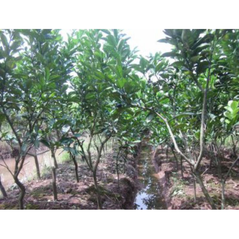 Cây Bưởi Diễn Choai
